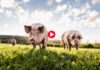 CRISPRed Pigs, Exscientia Fires CEO, & AGBT Roundup; Christian Henry