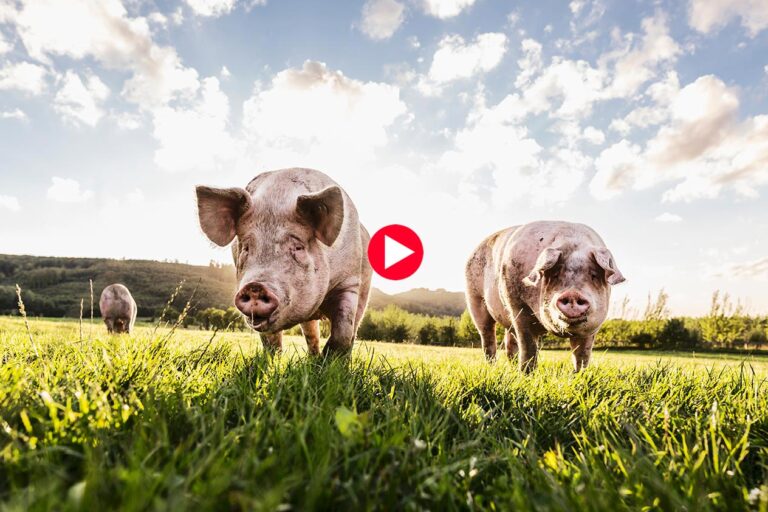 CRISPRed Pigs, Exscientia Fires CEO, & AGBT Roundup; Christian Henry