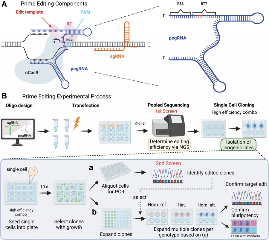 An image from the paper showing two panels that describe the prime editing components used in this study and the experimental process [L Bonnycastle/CRISPR J]. 