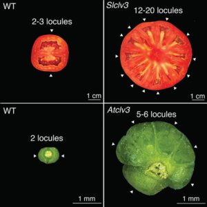 Las mutaciones en el gen CLV3 pueden aumentar considerablemente el tamaño del fruto, como se observa en el tomate (fila superior) y en Arabidopsis thaliana (fila inferior).