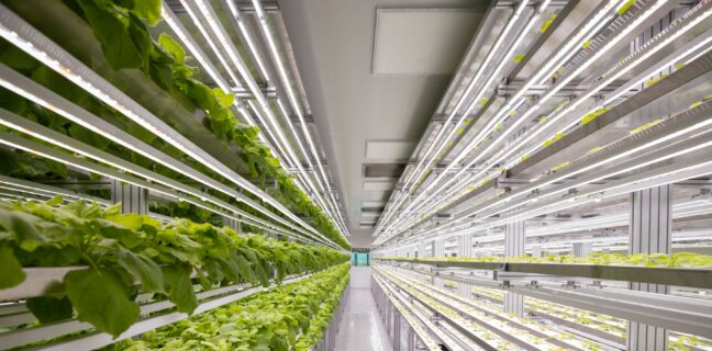 plant lab