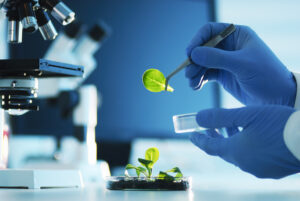 working with a plant
