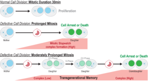 The Mitotic Stopwatch Complex remains stable through successive cell cycles, triggering gene expression in both daughter and granddaughter cells. Over time, this signal accumulates and eventually leads to cell arrest or cell death.