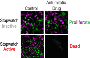Cancer cells (visualized with FUCCI cell cycle marker in magenta and green) that retain an active Mitotic Stopwatch are vulnerable to anti-mitotic drugs.