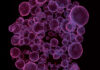 Organoids Stand Out as Stand Ins in Drug Development