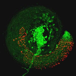 A new study led by researchers at Penn State has uncovered how a widespread bacteria called Wolbachia and a virus that it carries can cause sterility in male insects by hijacking their sperm messenger molecules—tagged with red fluorescence in this image of Drosophila testes. This prevents the insects from fertilizing eggs of females that do not have the same combination of bacteria and virus. These findings could improve techniques to control populations of agricultural pests and insects that carry diseases like Zika and dengue to humans.