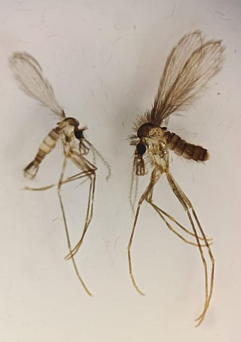 Pheromone Study IDs Synthase That Could Produce Sandfly Bait, Prevent Leishmaniasis