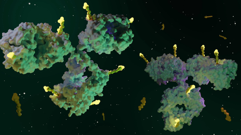 Antibody-Drug Conjugate Slays Cancerous T Cells, Spares Many Normal T Cells
