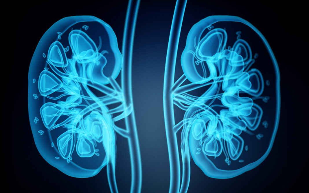 X-ray image of human kidneys. 3D illustration