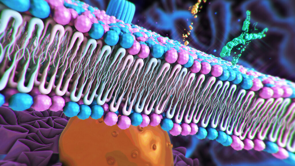 Cell Membrane structure
