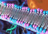 AACR 2024: EpiBiologics Advances Degraders of Membrane-Bound Proteins