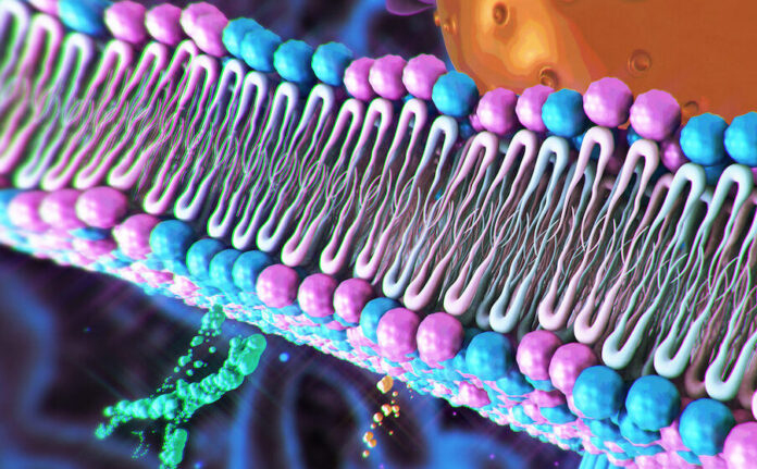 GettyImages-1909959339 Cell Membrane structure