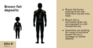 Graphic on brown fat [Morten Mosin/University of Southern Denmark]