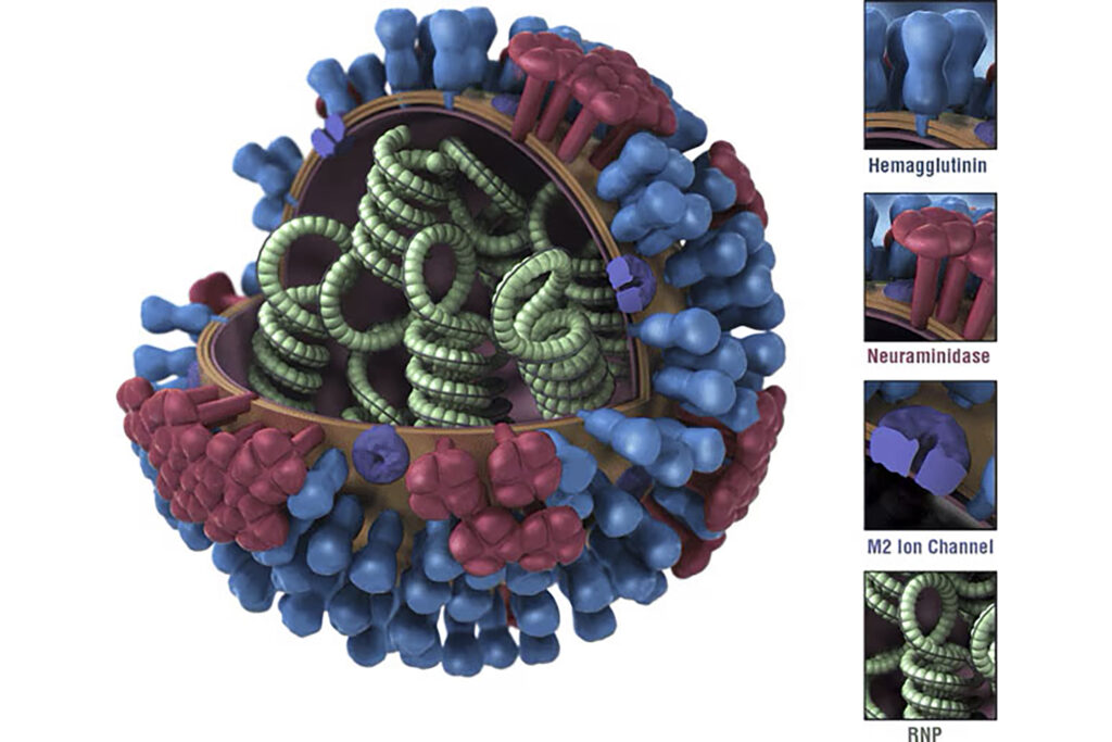 A schematic diagram of the influenza virus, showing the surface proteins hemagglutinin (blue, peanut shaped) and neuraminidase (red, flower shaped), to which antibodies attach during an immune response. A new vaccine from Duke helps the immune system target the stalk of the hemagglutinin protein, rather than its top.