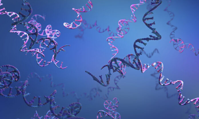 RNA strands