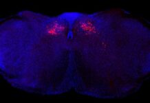 New Brain Circuit Identified in Mice That Controls Body’s Inflammatory Reactions