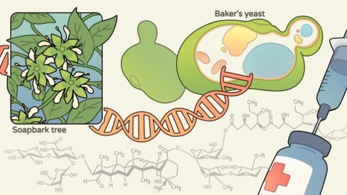 Synthetic biologists inserted genes from the soap bark tree and other organisms into yeast to create a biosynthetic pathway for building a complex molecule called QS-21, a powerful adjuvant used in vaccines. The chemical structure of QS-21 is in the background.