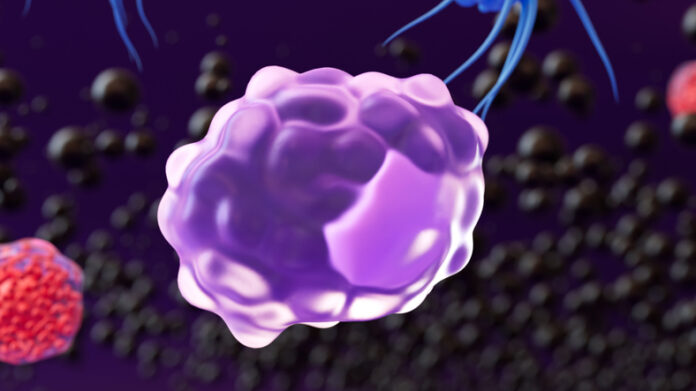 macrophage