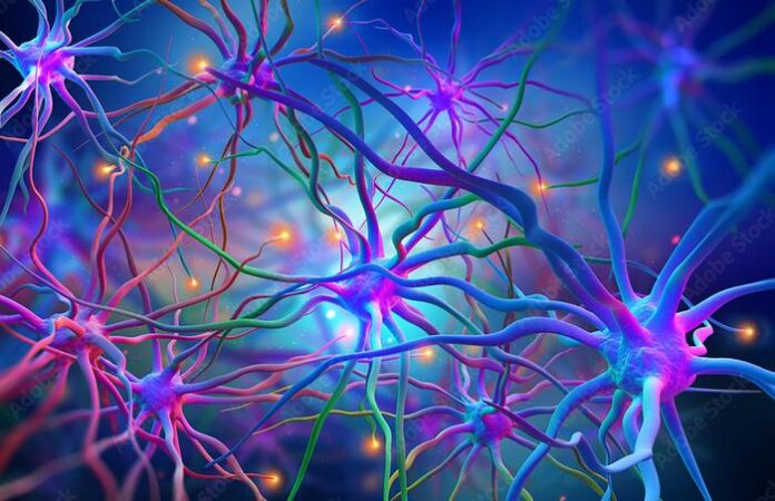 Neural networks of the human brain