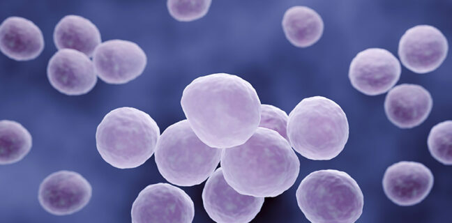 Mycoplasma bacteria
