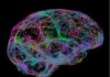 Brain Protein in Mice Offers Insights Into Brain Development and ADHD Image of nervous system within the human brain.