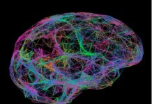 Brain Protein in Mice Offers Insights Into Brain Development and ADHD