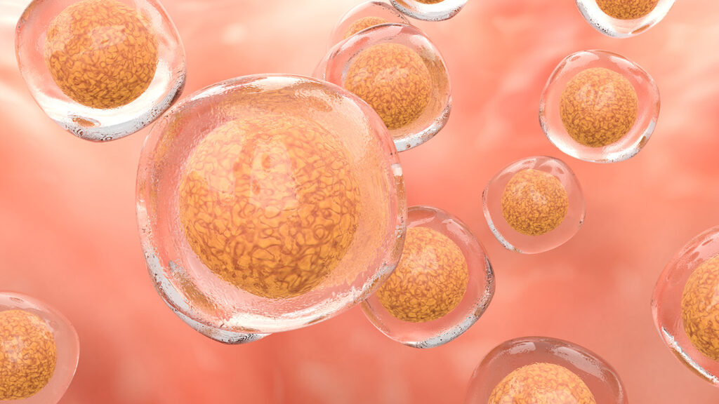 Stem Cells