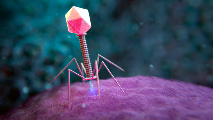 Phage therapy