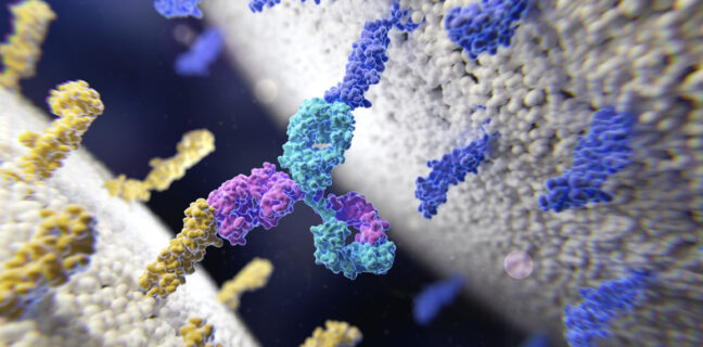 bispecific antibody