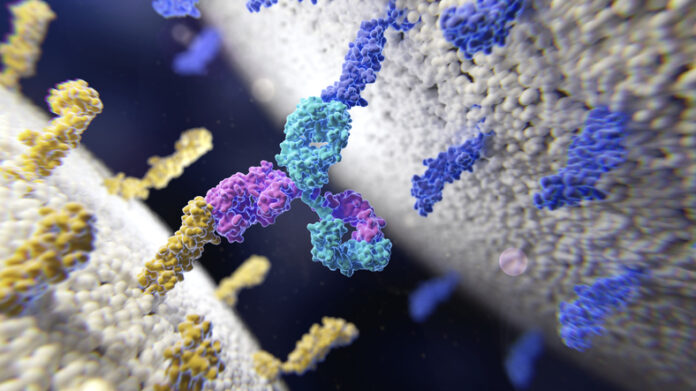 bispecific antibody