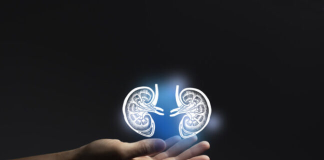 Aesthitic handdrawn illustration of human kidneys highlighted blue. Photo collage with female hand on dark studio background.