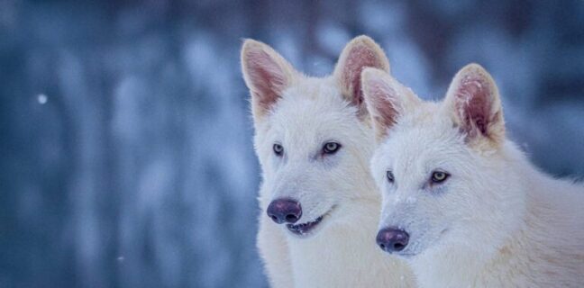 Three-month-old wolf pups, Romulus and Remus. [Colossal Biosciences]