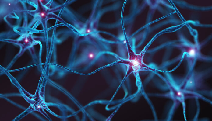 Neurons
