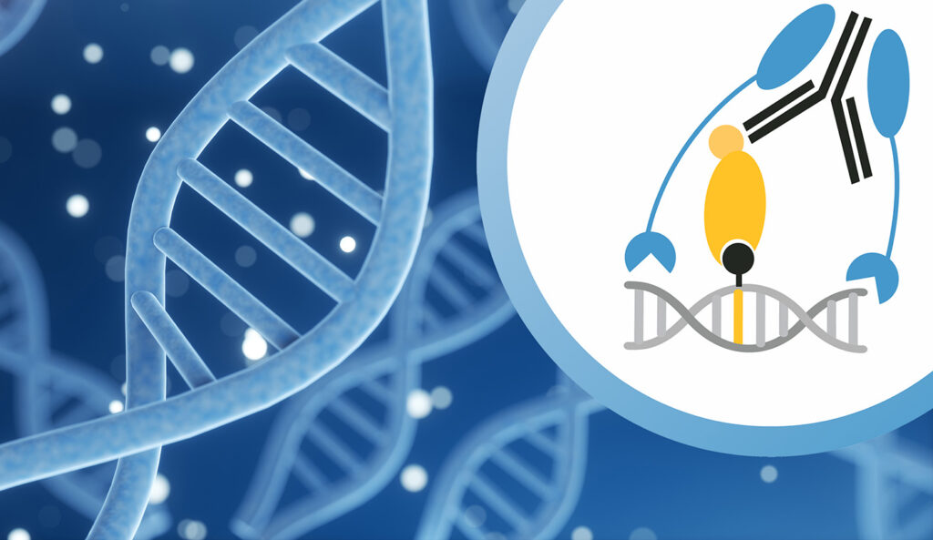 DNA chromosome