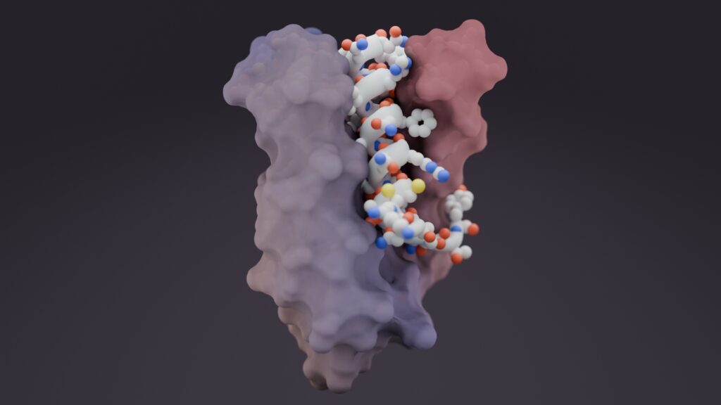An AI-designed protein binder (purple and pink) envelops the flexible hormone amylin (white), preventing it from forming toxic fibrils linked to type 2 diabetes in lab tests. [Ian Haydon]