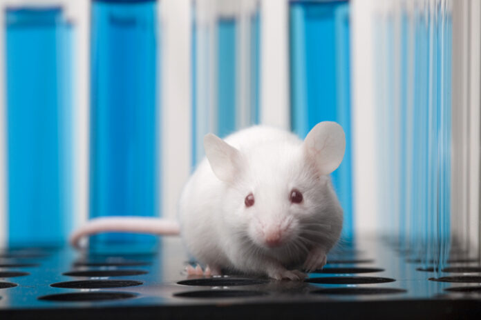 Laboratory mouse 172267826 lab mouse