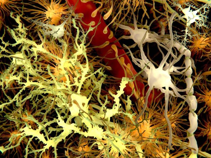 An image showing the main cells of the brain. In this graphic, yellow: neurons; orange: astrocytes; gray: oligodendrocytes; white: microglia.