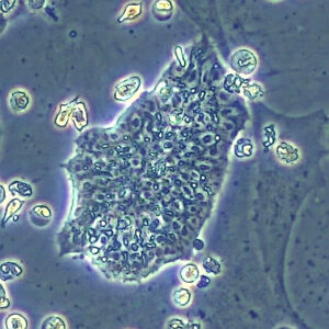 avian embryonic stem cells