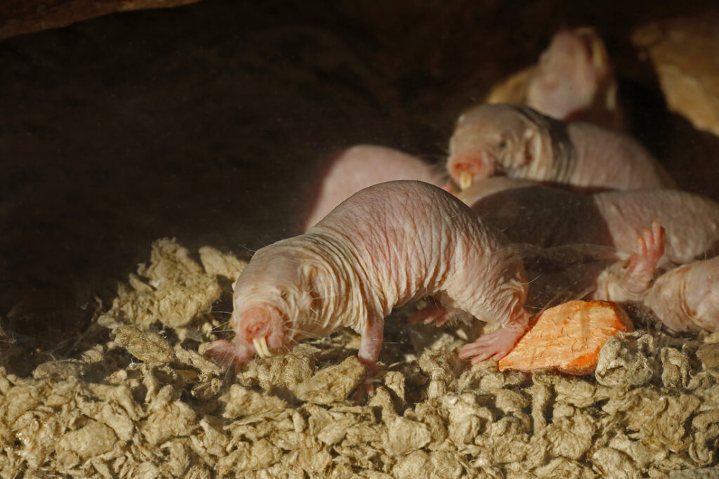 small rodent seen in underground burrow