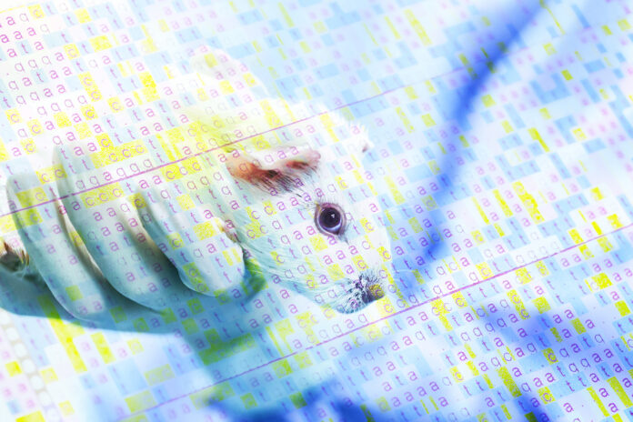 Guinea pig hold by researcher hand in lab