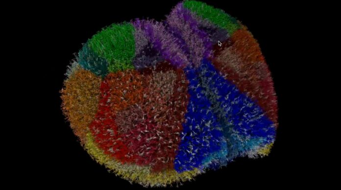 brain simulation Brain simulation