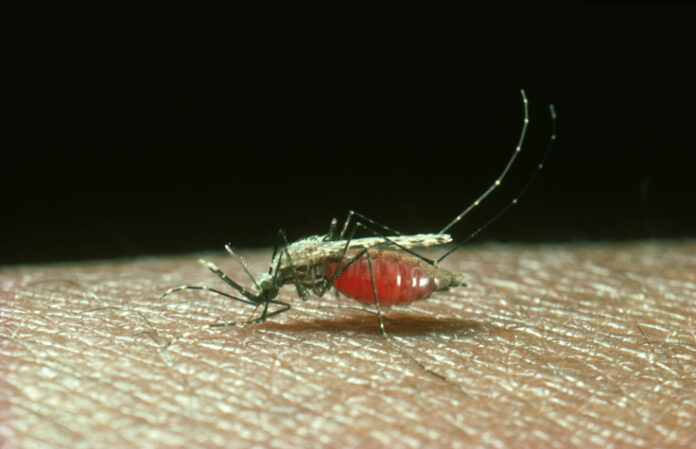 mosquito: anopheles gambiae female feeding. vector of malar ia. africa malaria mosquito