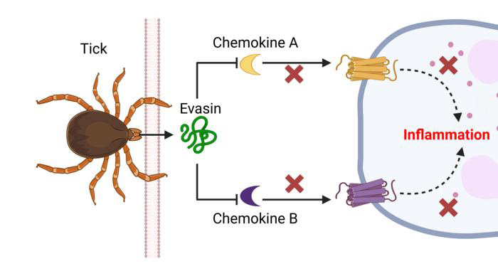tick evasins diagram