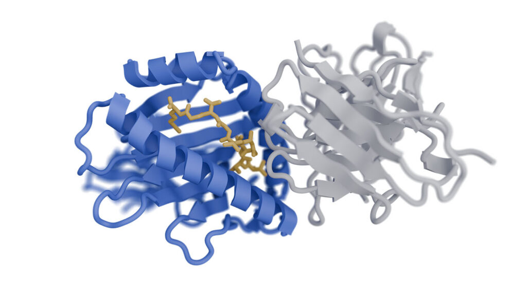 antibody