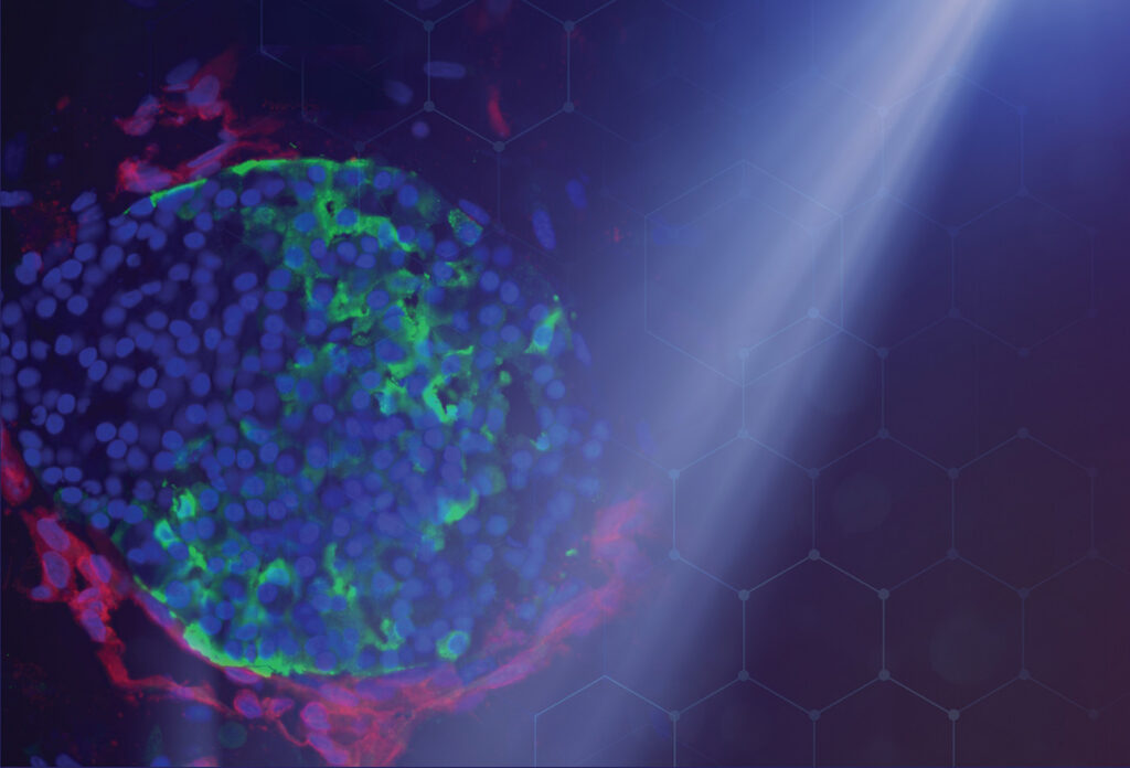 Organoids