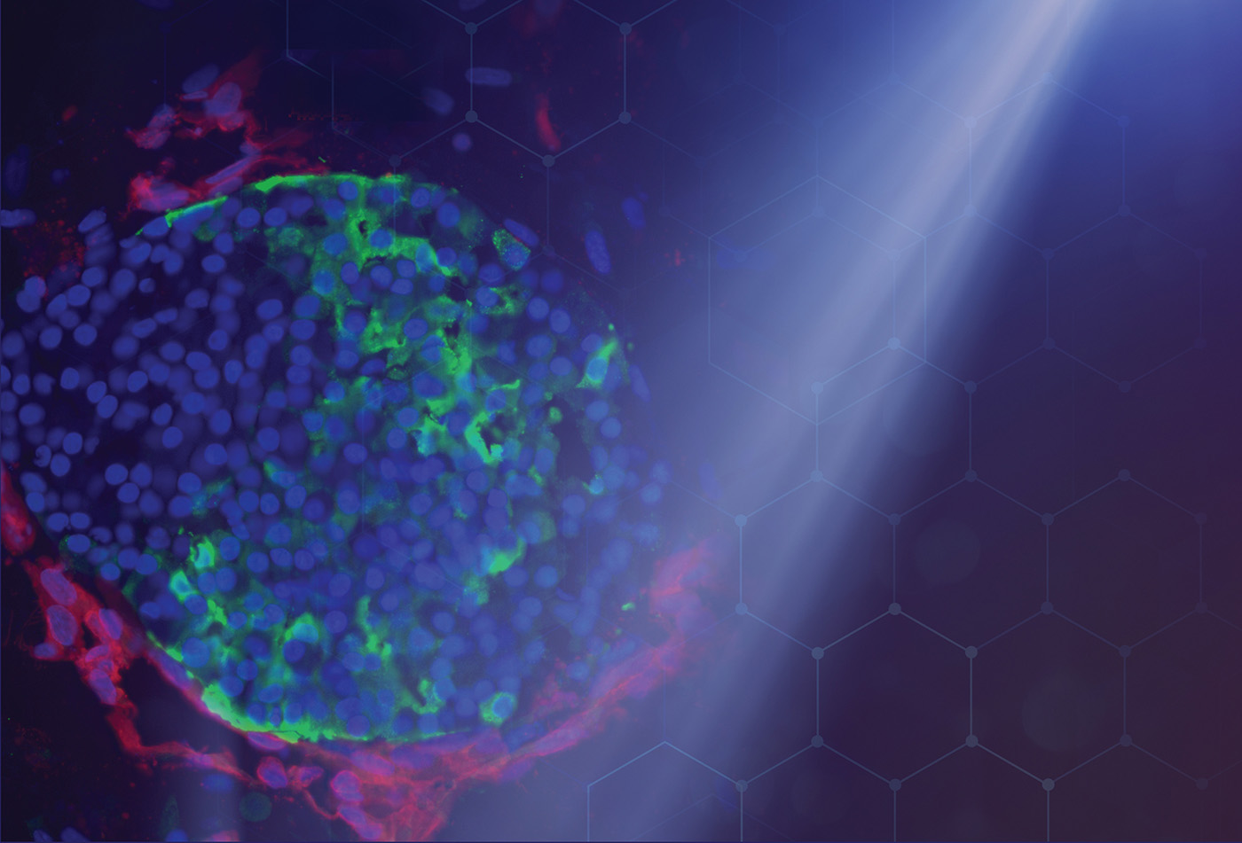 Spotlight on Organoids