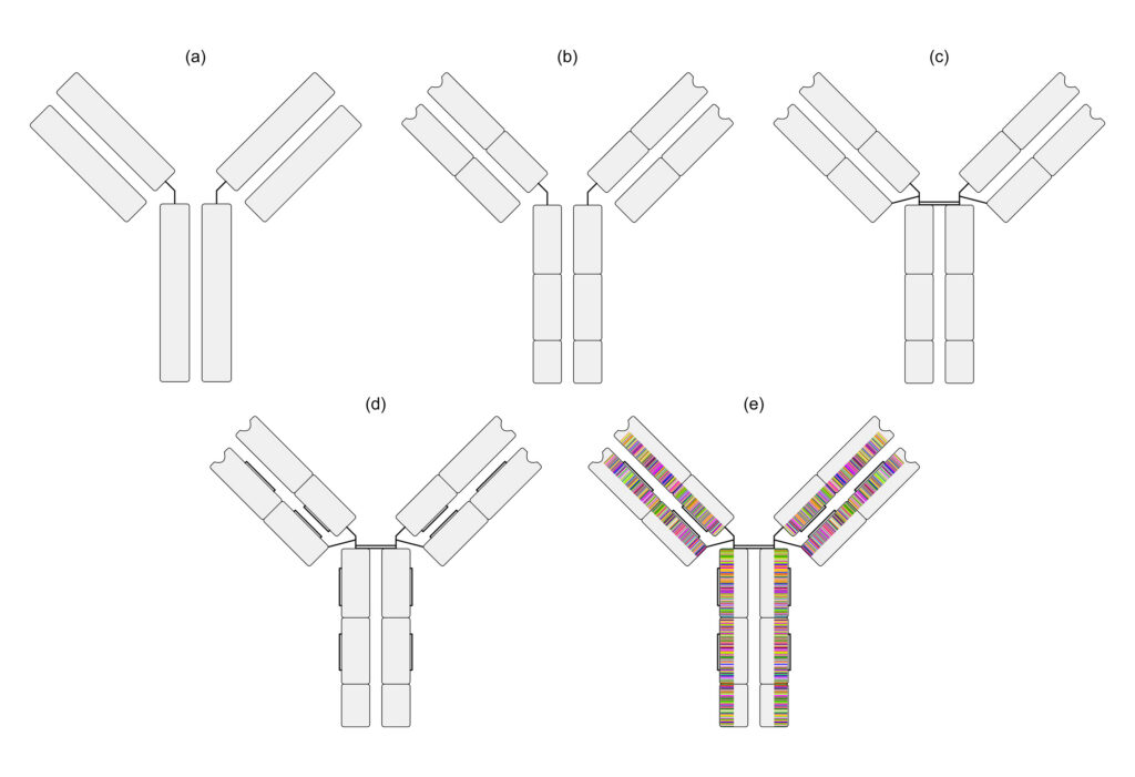 Insert Fig. 2 - Antibody registration - Within the framework of this particular database management platform, the first step in the construction process of the antibody (a) is to pull out the hinge regions on the heavy chains and line these up, keeping the scale proportional. If there are any further domains indicated, segments are divided and annotated (b). Inter-chain linkages are drawn (c), as are any indicated disulfide bonds within individual chains (d). Finally, the identity for each amino acid is indicated using a color 