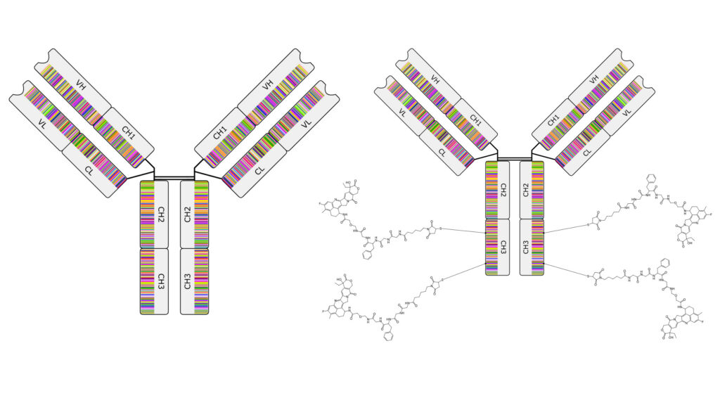 Insert Fig. 3 - Antibody (left) and ADC (right) renderings to depict chemically aware sequences.