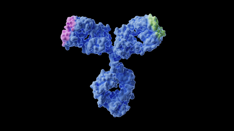 Enhancing Quality and Accelerating the Development of Bispecific Antibodies