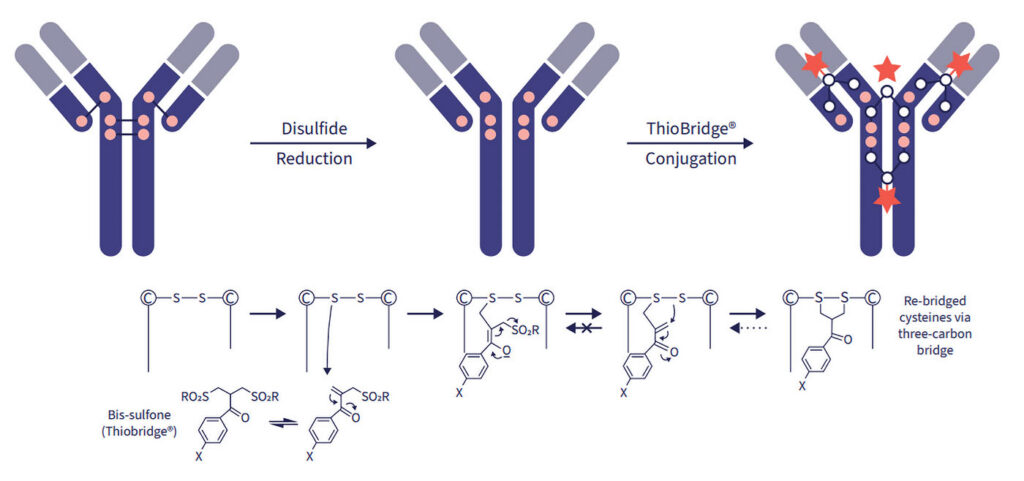 Abzena’s ThioBridge™ platform diagram